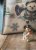 Goebel Snögubbe Vinterlycka 9 cm